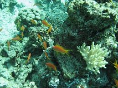 Дахаб. Красноморские Мягкие кораллы