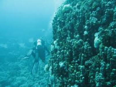 Дахаб. Отвесная коралловая стена