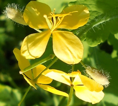 DSCN38651.jpg