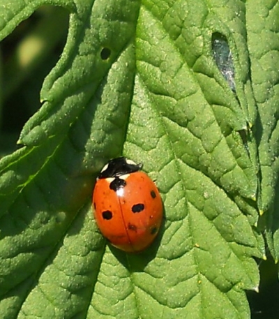 DSCN38691.jpg