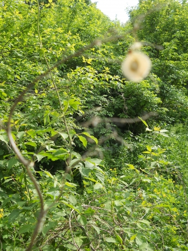 DSCN4017.jpg