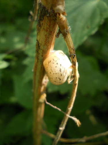 DSCN4021.jpg