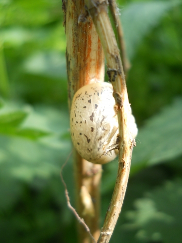 DSCN4024.jpg