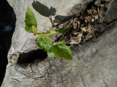 DSCN4349.JPG