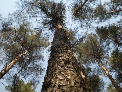 DSCN4400.JPG