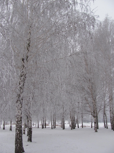 Январские кружева