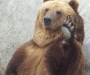 Пять интересных фактов о медведях и о 