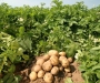 “Агробізнес ТСК”: врожайна майстерність