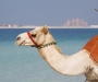 Точка на карте: Национальный спорт в ОАЭ: верблюжьи бега и соколиная охота