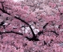 Точка на карте: О-ханами — фестиваль цветения и любования сакурой в Японии