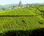 Точка на карте: Зеленые ковры чайных плантаций в Индии