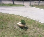 Фотофакт: сумчане включили фантазию в обустройстве клумб 