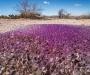 Точка на карте: В аризонской пустыне обнаружены загадочные фиолетовые сферы