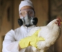Новый вирус птичьего гриппа может вызвать пандемию – мнение ученых