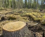 Госфининспекция в Сумской области выявила потерь на 1,5 млн грн во время ревизии ГП «Ахтырский агролесхоз»