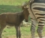 Зеброосёл: в китайском зоопарке родился детеныш осла и зебры
