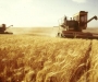 В этом году Сумщина может занять первое место в Украине по урожайности 
