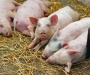 Из-за африканской чумы свиней на Сумщине усилят мероприятия по контролю на границе с Россией