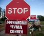 Африканская чума уже на Сумщине