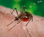 Ученые будут бороться с малярией с помощью комаров-импотентов