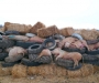 Профилактика на Сумщине: меры против возникновения африканской чумы свиней