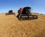 34 тыс. га пшеницы сгорели от летнего зноя