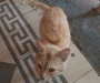 Время доброты в Сумах. Кот ищет дом (Фото+видео)