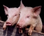 Украинским свиньям, а потом и людям грозит африканская чума