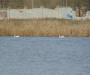 Лебеди вернулись на Сумщину (Фотофакт)