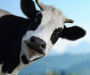 На Сумщині через погані дороги можуть зарізати сотні корів