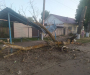 На Сумщине упало дерево: пострадала остановка