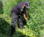 На Сумщині поліцейські виявили чергові насадження конопель 