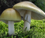 Жителька Сумщини померла від отруєння грибами: жінка могла сприйняти найотруйніший гриб за зелені сироїжки