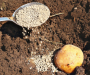 31-ша порада діда Гната: чим удобрювати під час посадки картоплю, щоб був багатий урожай?