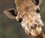 Норвежский веб-дизайнер собрал миллион изображений жирафов