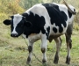 Рынок животных «переселят» к мясокомбинату