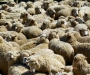 Овцы совершили массовое самоубийство перед праздником жертвоприношения