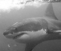 Подробности нападения акул на туристов Шарм-эль-Шейха 