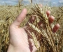 Жатва в разгаре: ожидаемый валовой сбор зерновых культур – 2,5 млн тонн