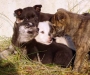 В Сумах заживо закопали собаку с новорождёнными щенятами