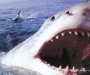 Ученые: Через 10 лет акулы-людоеды появятся в Крыму