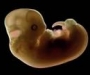 Эмбрион в утробе матери и плачет, и смеется