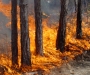 Лесные пожары: в Сумской области горел лес 