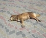 Нечеловеческая жестокость: в Сумах на городском пляже арматурой забили собаку 