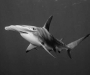 В Египте пьяный турист случайно убил акулу