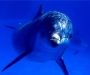 В интересах флота: в Украине готовят боевых дельфинов 