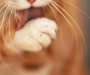 Спортивное ориентирование: закарпатский кот Кузя прошел 250 км в поисках хозяйки