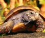 Черепаха, пропавшая на 30 лет, нашлась в кладовке