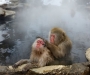 Вопрос дня: Что ищут обезьяны друг у друга в шерсти?