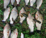 Виявлені грубі порушення правил рибальства у Cумському районі